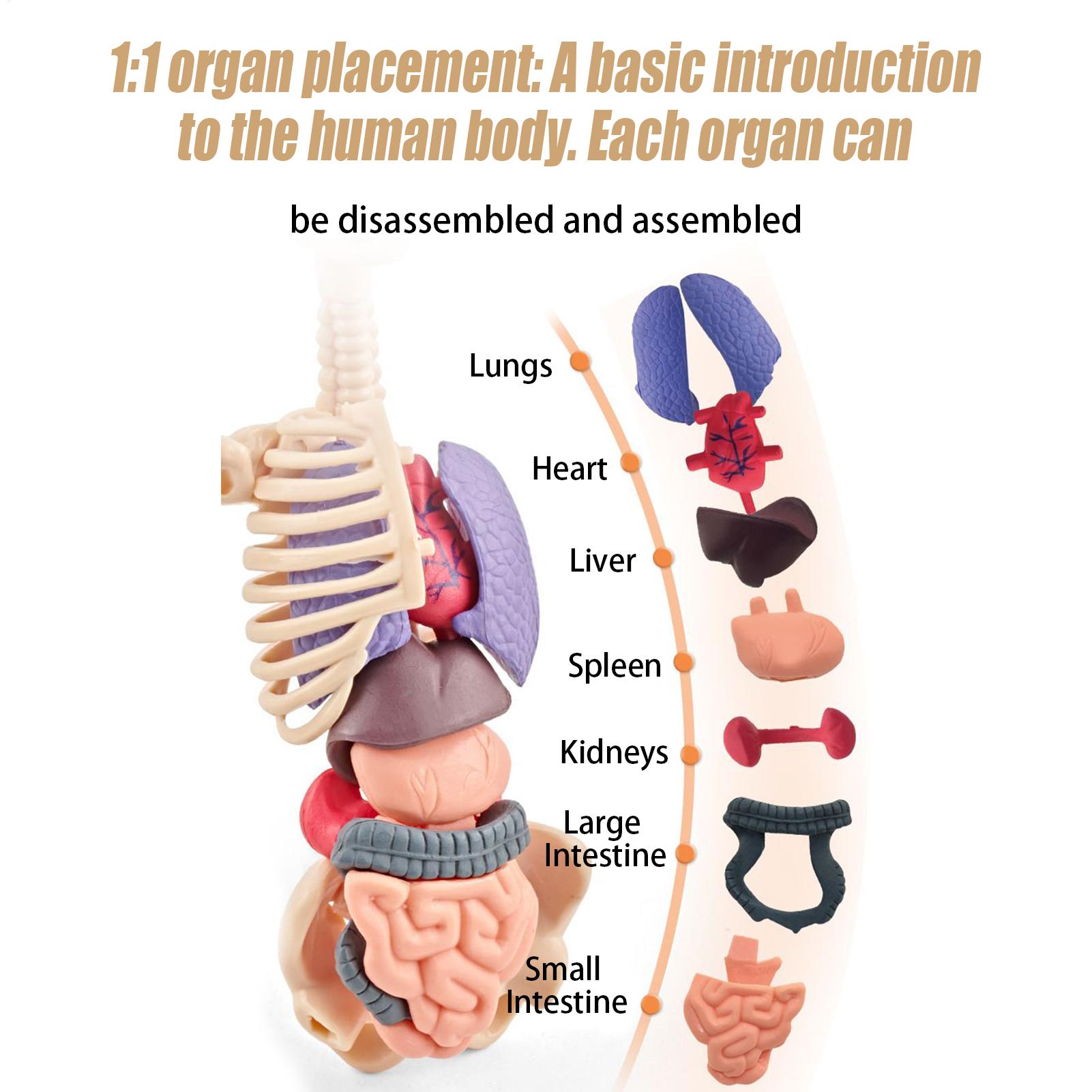 Kids Education Usa - Menschliches Skelettmodell für die Anatomie, 3D-Anatomisches