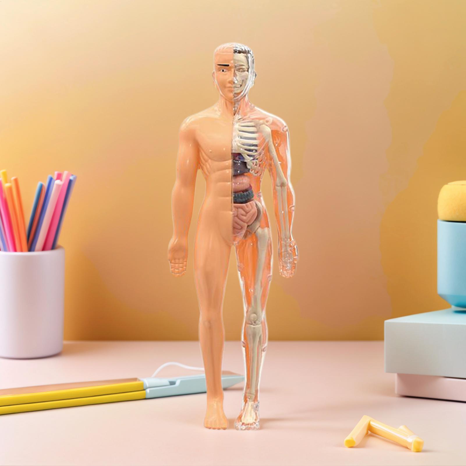 Menschliches Skelettmodell für – Kids Education Usa Bewertung und Preis