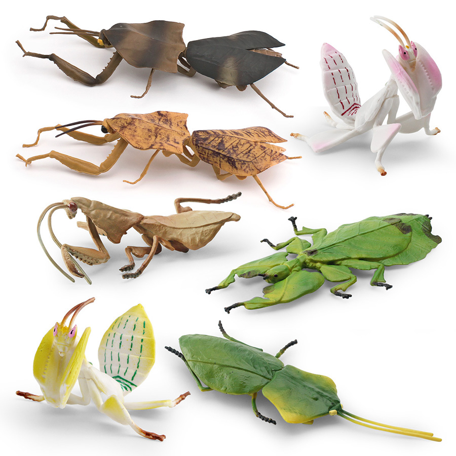 Realistische Orchideen-Mantis, – Kids Education Picture Bewertung und Preis