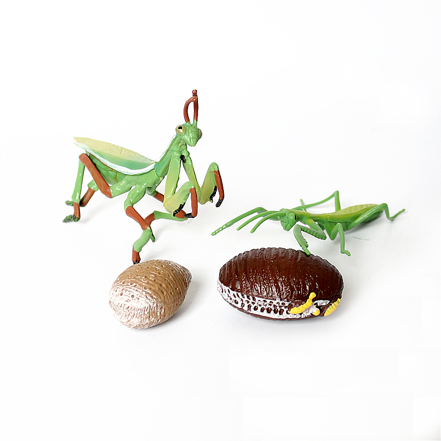 Realistische Orchideen-Mantis, – Kids Education Picture Bewertung und Preis